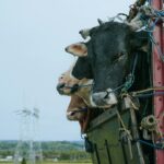 Transporter vos animaux de la ferme en toute sécurité