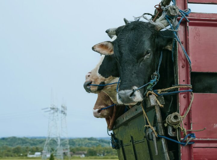Transporter vos animaux de la ferme en toute sécurité